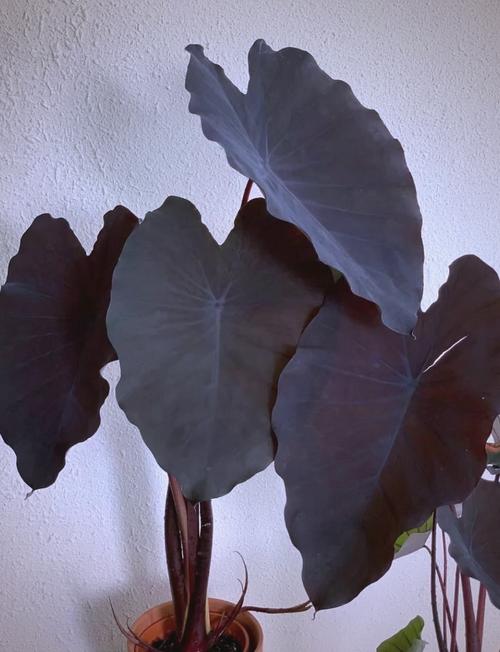 黑叶芋怎么养(黑叶芋怎么养护)-第2张图片-多多自然网 黑叶芋怎么养(黑叶芋怎么养护)-第2张图片-多多自然网