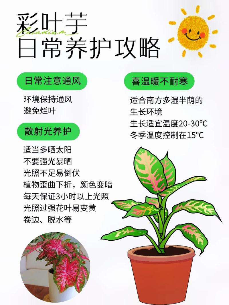 黑叶芋怎么养(黑叶芋怎么养护)-第6张图片-多多自然网 黑叶芋怎么养(黑叶芋怎么养护)-第6张图片-多多自然网