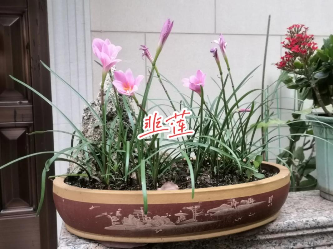 韭菜兰什么季节换盆(韭菜兰什么时候开花)-第1张图片-多多自然网 韭菜兰什么季节换盆(韭菜兰什么时候开花)-第1张图片-多多自然网