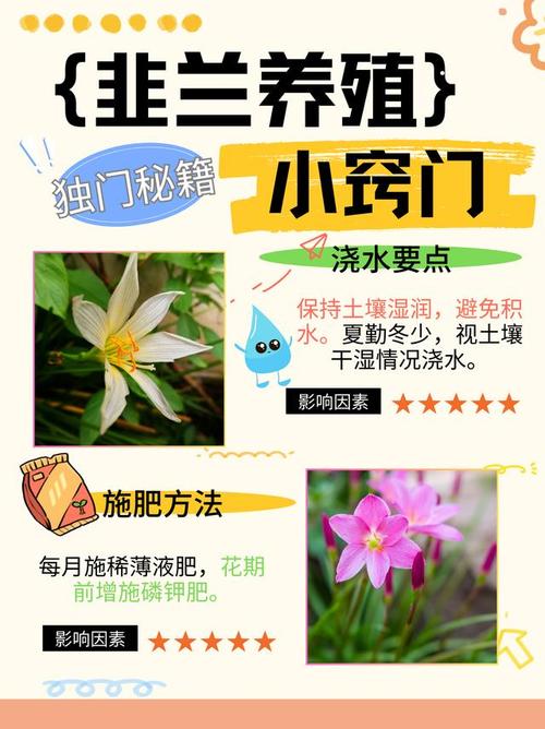 韭菜兰什么季节换盆(韭菜兰什么时候开花)-第6张图片-多多自然网 韭菜兰什么季节换盆(韭菜兰什么时候开花)-第6张图片-多多自然网