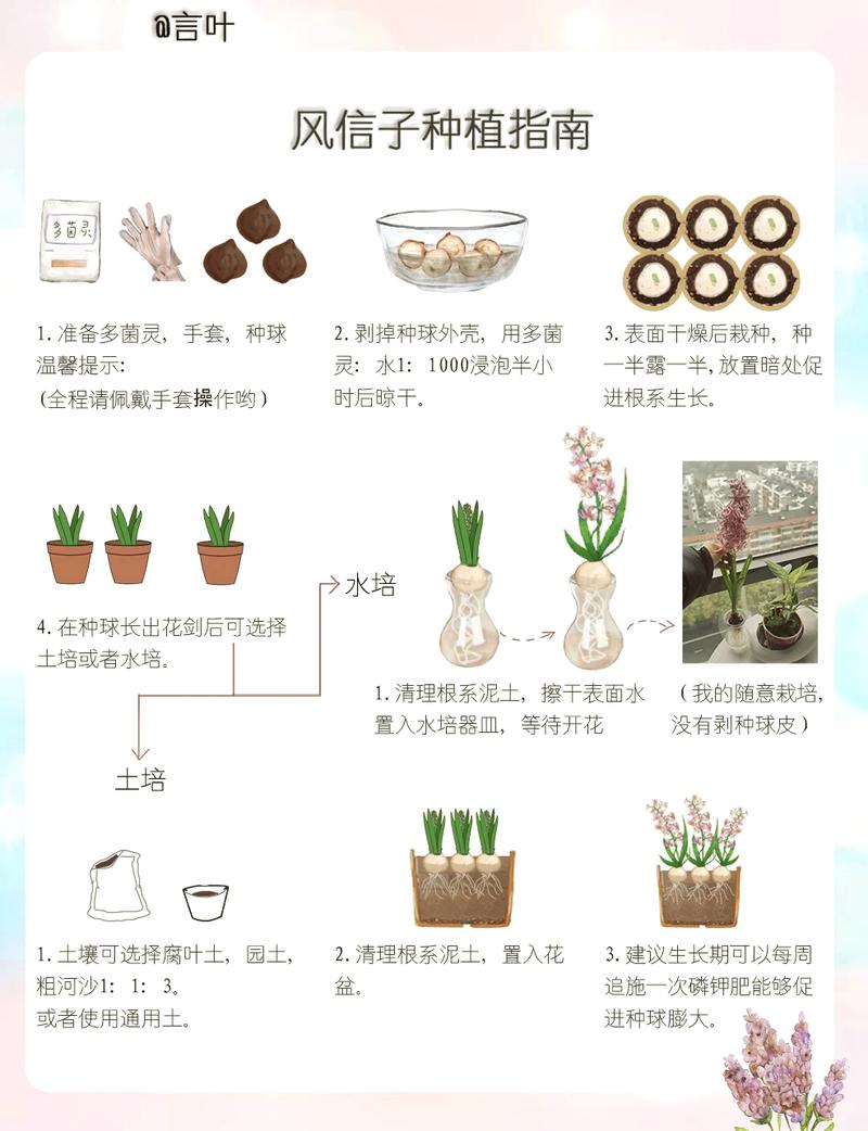 怎样栽培风信子(怎么种风信子土培)-第1张图片-多多自然网 怎样栽培风信子(怎么种风信子土培)-第1张图片-多多自然网