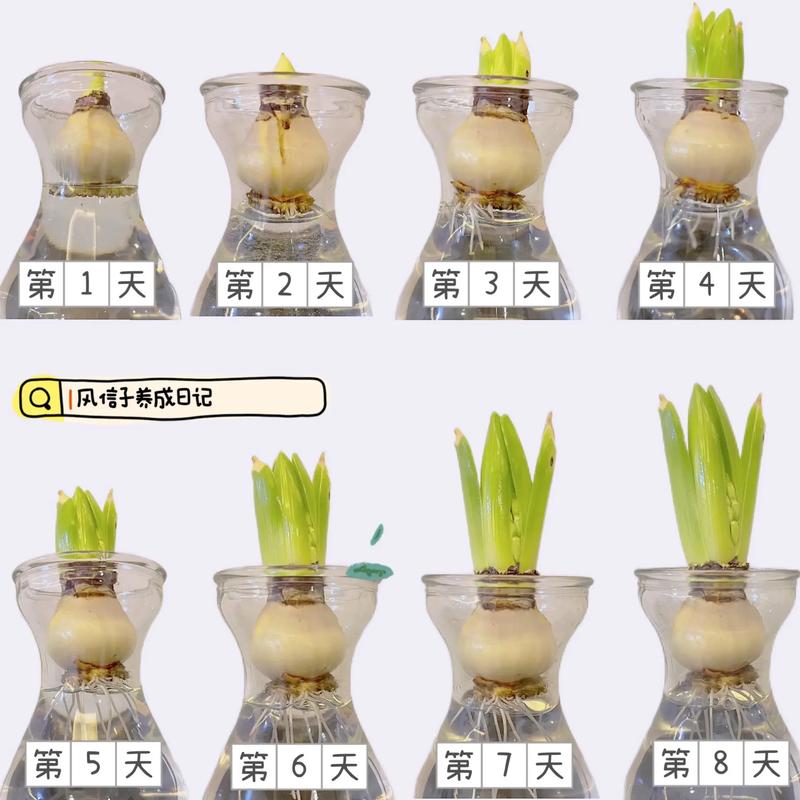 怎样栽培风信子(怎么种风信子土培)-第6张图片-多多自然网 怎样栽培风信子(怎么种风信子土培)-第6张图片-多多自然网