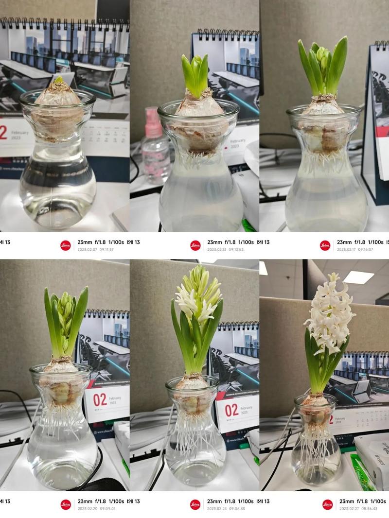 怎样栽培风信子(怎么种风信子土培)-第7张图片-多多自然网 怎样栽培风信子(怎么种风信子土培)-第7张图片-多多自然网