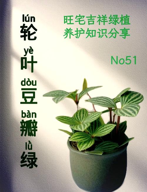 豆瓣绿夏天怎么养(豆瓣绿夏天休眠吗)-第2张图片-多多自然网 豆瓣绿夏天怎么养(豆瓣绿夏天休眠吗)-第2张图片-多多自然网