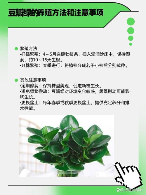 豆瓣绿夏天怎么养(豆瓣绿夏天休眠吗)-第4张图片-多多自然网 豆瓣绿夏天怎么养(豆瓣绿夏天休眠吗)-第4张图片-多多自然网