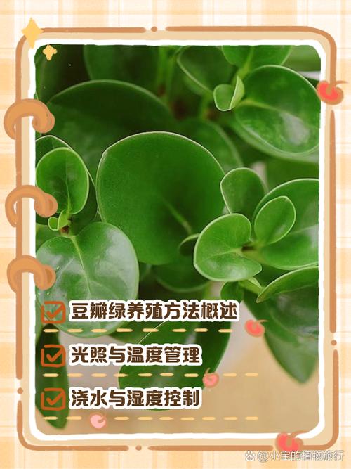 豆瓣绿夏天怎么养(豆瓣绿夏天休眠吗)-第6张图片-多多自然网 豆瓣绿夏天怎么养(豆瓣绿夏天休眠吗)-第6张图片-多多自然网