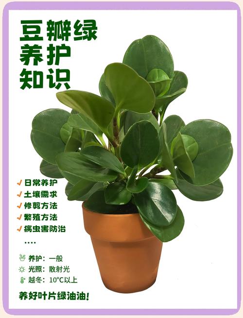 豆瓣绿夏天怎么养(豆瓣绿夏天休眠吗)-第8张图片-多多自然网 豆瓣绿夏天怎么养(豆瓣绿夏天休眠吗)-第8张图片-多多自然网
