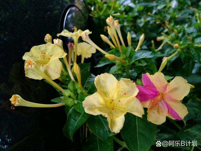 紫茉莉的种植方法（紫茉莉的种植方法行距和株距的距离是多少）-第2张图片-多多自然网