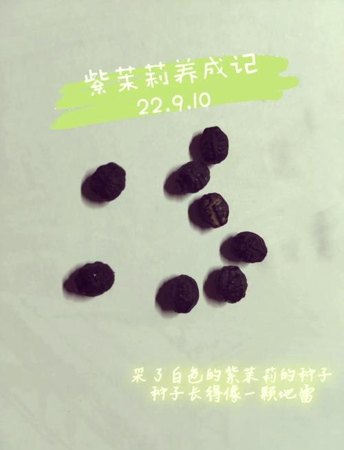 紫茉莉的种植方法（紫茉莉的种植方法行距和株距的距离是多少）-第3张图片-多多自然网
