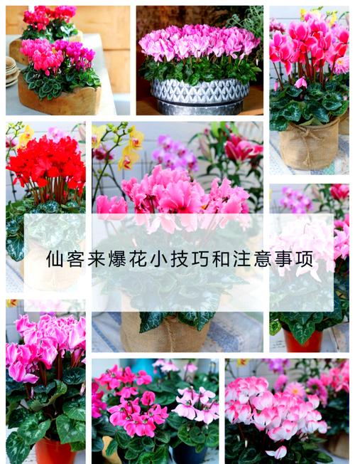 仙客来开花后怎么处理(仙客来开花期注意事项)-第4张图片-多多自然网 仙客来开花后怎么处理(仙客来开花期注意事项)-第4张图片-多多自然网