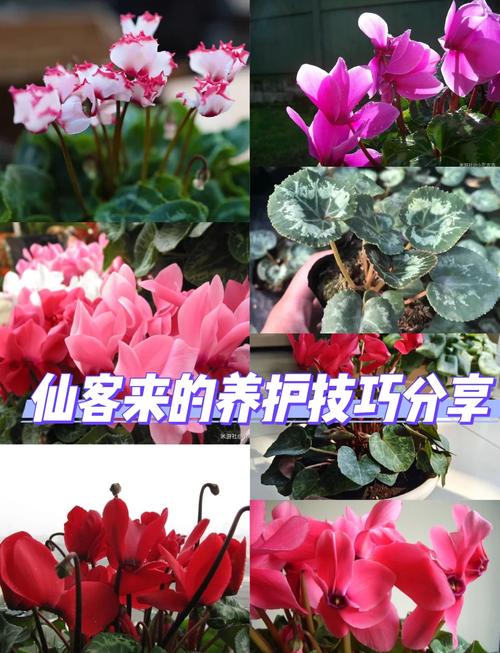仙客来开花后怎么处理(仙客来开花期注意事项)-第6张图片-多多自然网 仙客来开花后怎么处理(仙客来开花期注意事项)-第6张图片-多多自然网