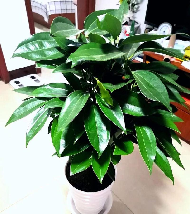 平安树多久浇一次水(平安树多久浇一次水为正常?)-第5张图片-多多自然网 平安树多久浇一次水(平安树多久浇一次水为正常?)-第5张图片-多多自然网