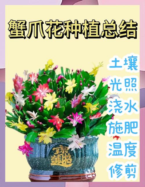 冬天养殖蟹爪兰的禁忌(冬天种蟹爪兰能活吗)-第4张图片-多多自然网 冬天养殖蟹爪兰的禁忌(冬天种蟹爪兰能活吗)-第4张图片-多多自然网