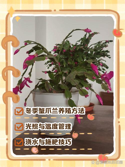 冬天养殖蟹爪兰的禁忌(冬天种蟹爪兰能活吗)-第5张图片-多多自然网 冬天养殖蟹爪兰的禁忌(冬天种蟹爪兰能活吗)-第5张图片-多多自然网