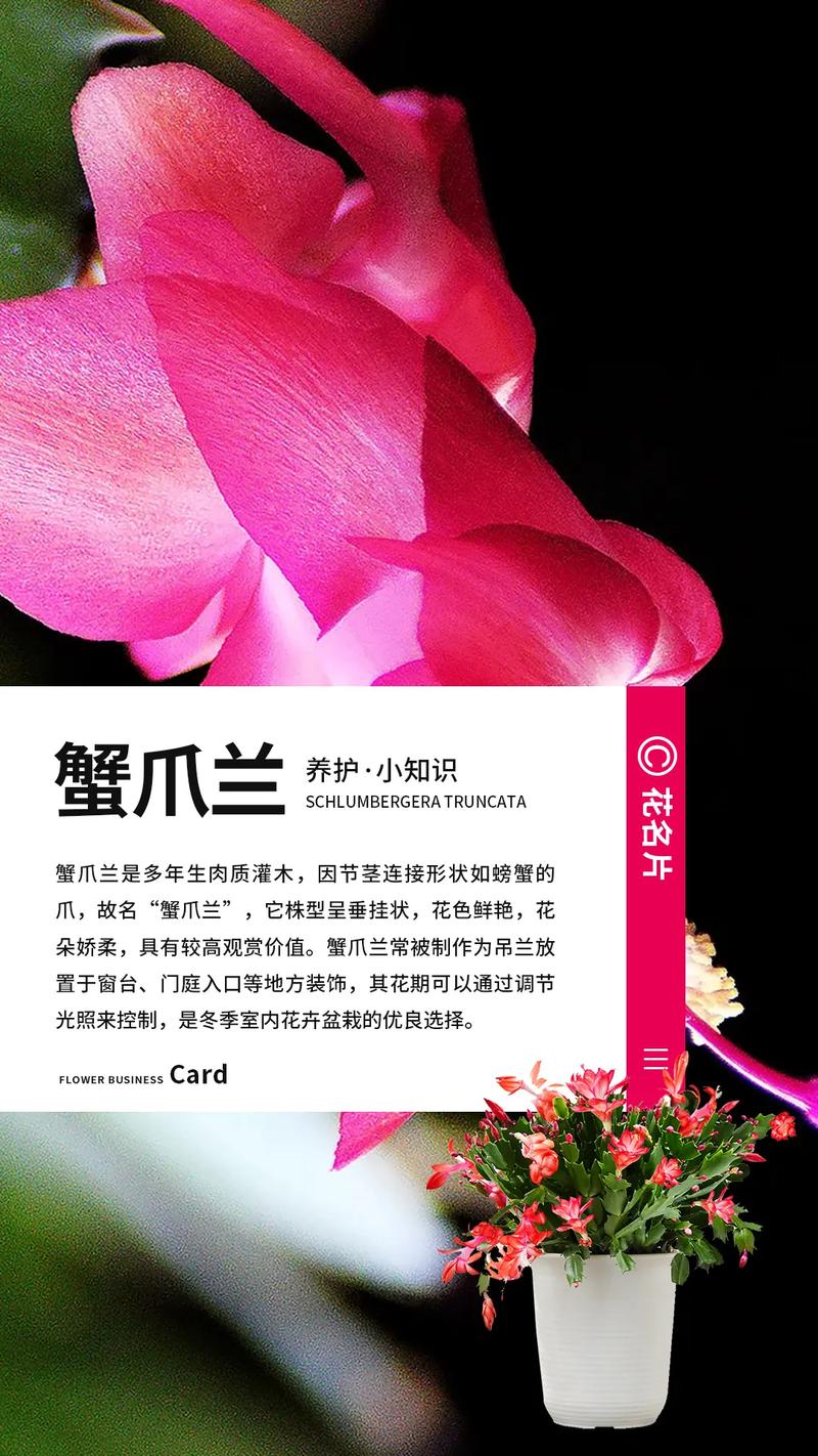 冬天养殖蟹爪兰的禁忌(冬天种蟹爪兰能活吗)-第6张图片-多多自然网 冬天养殖蟹爪兰的禁忌(冬天种蟹爪兰能活吗)-第6张图片-多多自然网