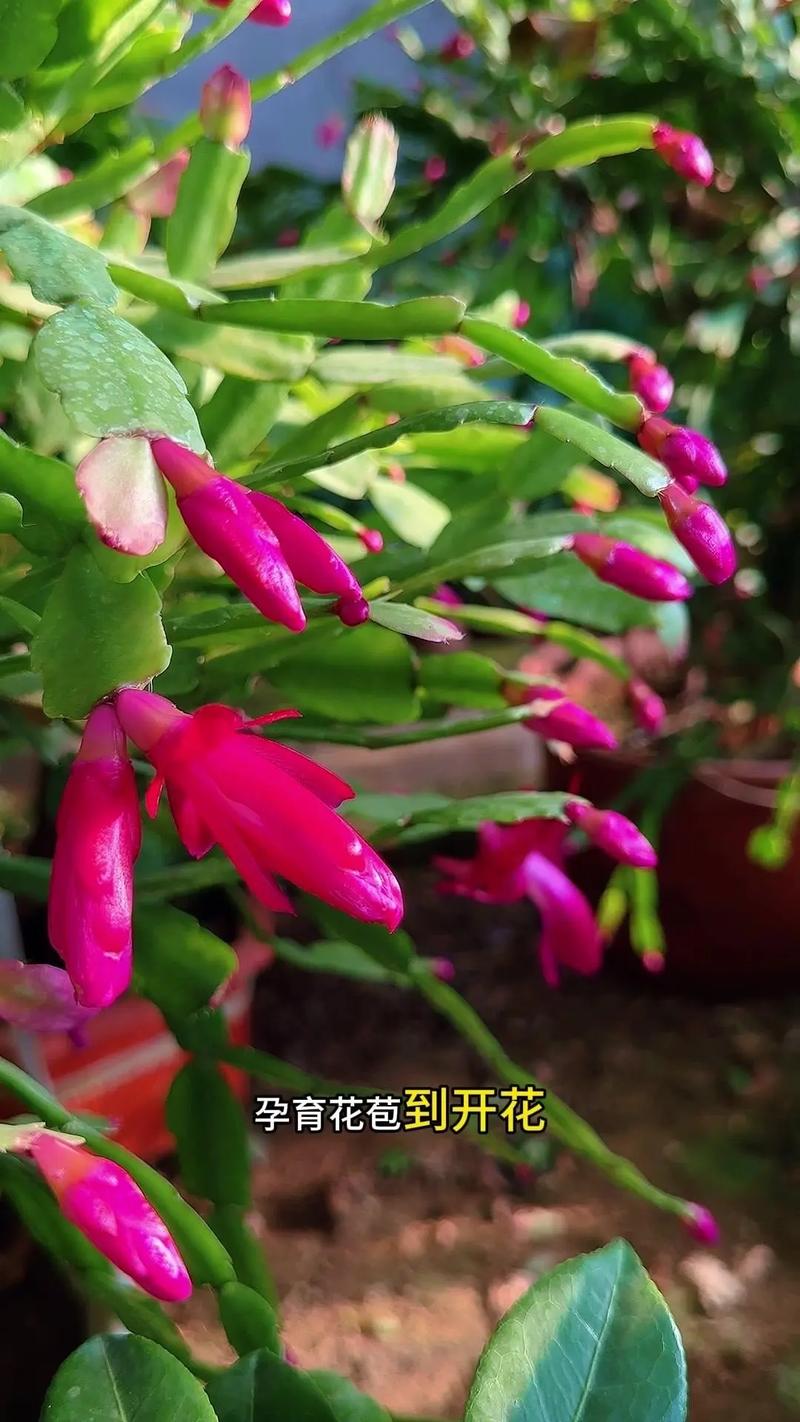 冬天养殖蟹爪兰的禁忌(冬天种蟹爪兰能活吗)-第8张图片-多多自然网 冬天养殖蟹爪兰的禁忌(冬天种蟹爪兰能活吗)-第8张图片-多多自然网