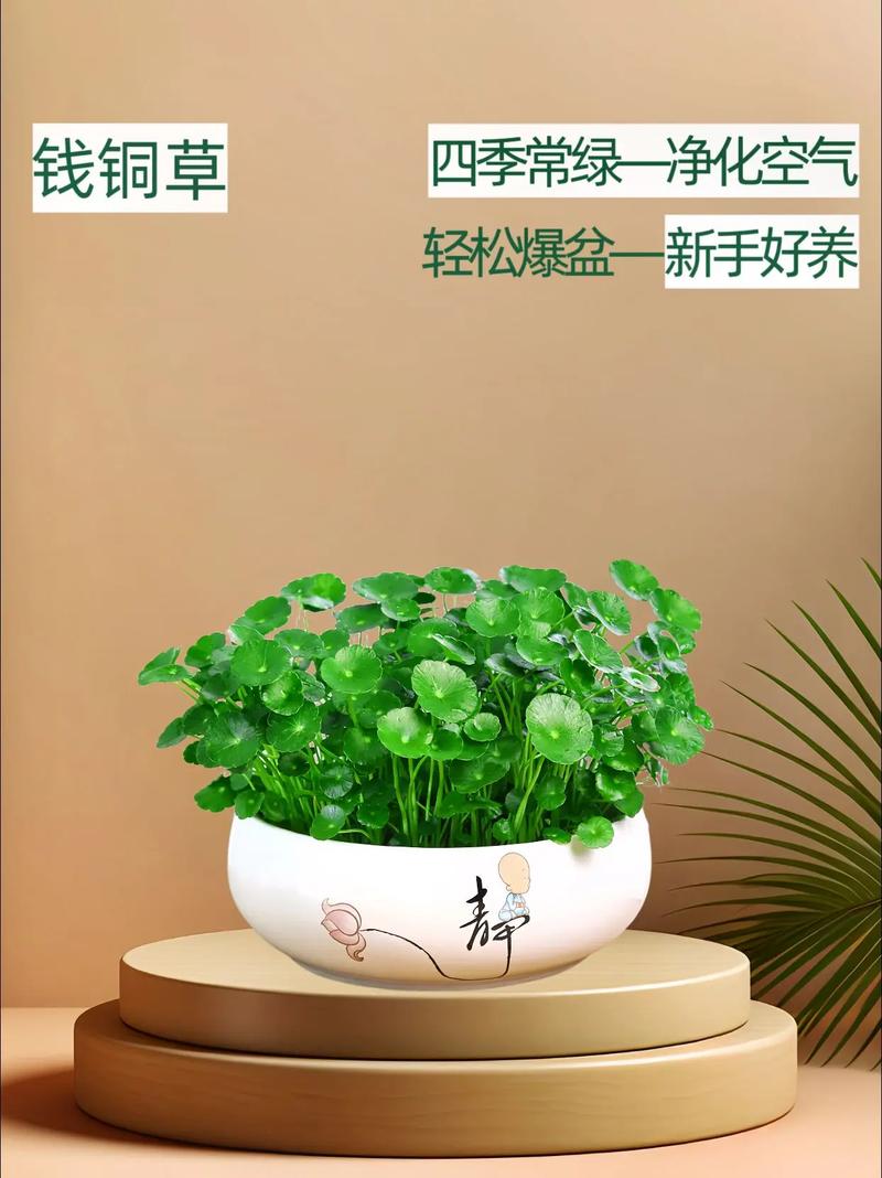 铜钱草怎么养(铜钱草怎么养才能长的好)-第1张图片-多多自然网 铜钱草怎么养(铜钱草怎么养才能长的好)-第1张图片-多多自然网