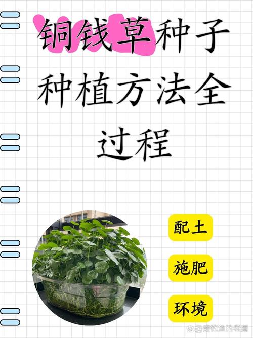 铜钱草怎么养(铜钱草怎么养才能长的好)-第2张图片-多多自然网 铜钱草怎么养(铜钱草怎么养才能长的好)-第2张图片-多多自然网