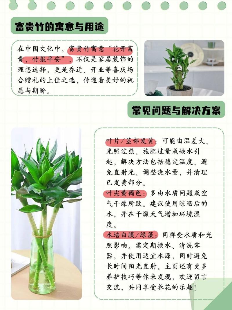 富贵竹如何换盆(富贵竹如何换盆视频)-第3张图片-多多自然网 富贵竹如何换盆(富贵竹如何换盆视频)-第3张图片-多多自然网
