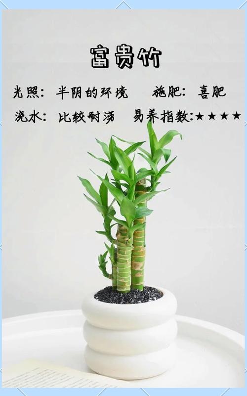 富贵竹如何换盆(富贵竹如何换盆视频)-第5张图片-多多自然网 富贵竹如何换盆(富贵竹如何换盆视频)-第5张图片-多多自然网