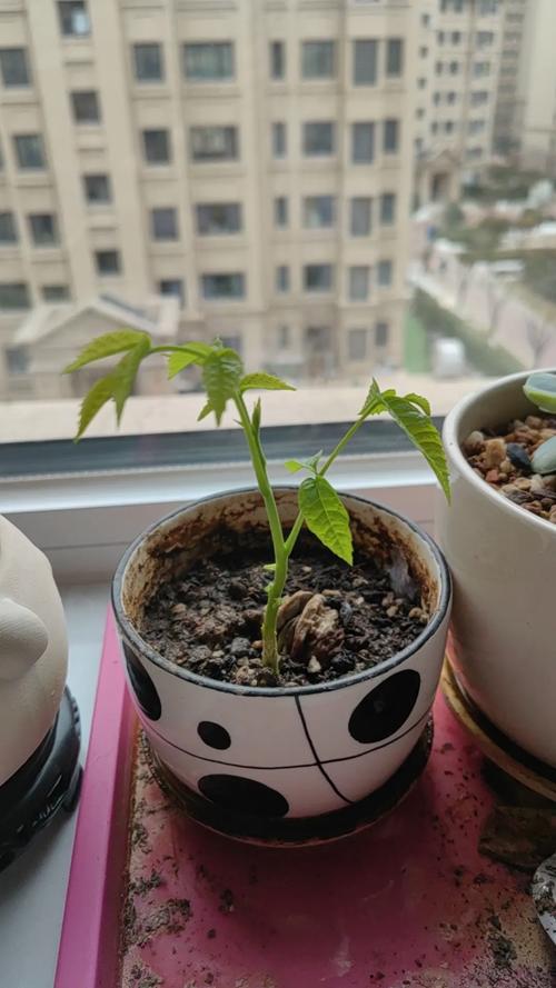 桃核怎么种才能发芽(桃核怎么种才能发芽长出苗)-第1张图片-多多自然网 桃核怎么种才能发芽(桃核怎么种才能发芽长出苗)-第1张图片-多多自然网