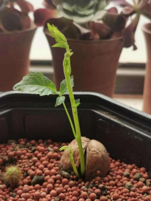 桃核怎么种才能发芽(桃核怎么种才能发芽长出苗)-第4张图片-多多自然网 桃核怎么种才能发芽(桃核怎么种才能发芽长出苗)-第4张图片-多多自然网