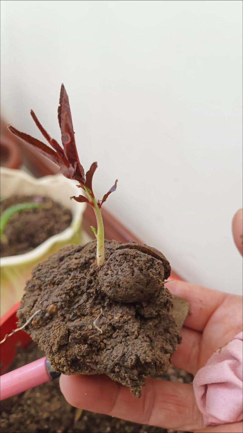 桃核怎么种才能发芽(桃核怎么种才能发芽长出苗)-第5张图片-多多自然网 桃核怎么种才能发芽(桃核怎么种才能发芽长出苗)-第5张图片-多多自然网