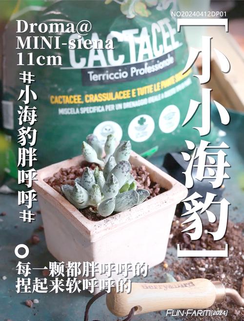 天锦章属怎么养(天锦纯k)-第4张图片-多多自然网 天锦章属怎么养(天锦纯k)-第4张图片-多多自然网