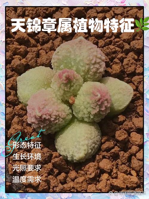 天锦章属怎么养(天锦纯k)-第6张图片-多多自然网 天锦章属怎么养(天锦纯k)-第6张图片-多多自然网