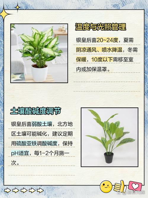 银皇后怎么养(银皇后怎么养殖方法)-第4张图片-多多自然网 银皇后怎么养(银皇后怎么养殖方法)-第4张图片-多多自然网