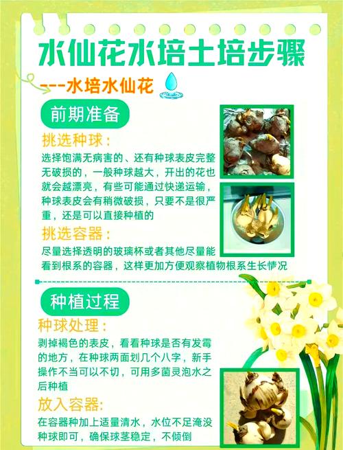水仙开花后怎么处理(水仙开花后怎么处理来年才会长芽)-第3张图片-多多自然网 水仙开花后怎么处理(水仙开花后怎么处理来年才会长芽)-第3张图片-多多自然网