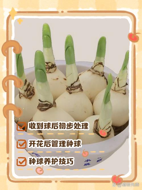 水仙开花后怎么处理(水仙开花后怎么处理来年才会长芽)-第4张图片-多多自然网 水仙开花后怎么处理(水仙开花后怎么处理来年才会长芽)-第4张图片-多多自然网