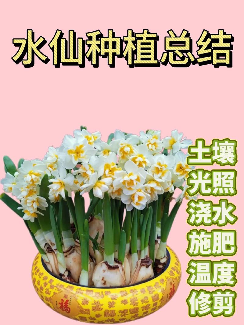 水仙开花后怎么处理(水仙开花后怎么处理来年才会长芽)-第6张图片-多多自然网 水仙开花后怎么处理(水仙开花后怎么处理来年才会长芽)-第6张图片-多多自然网