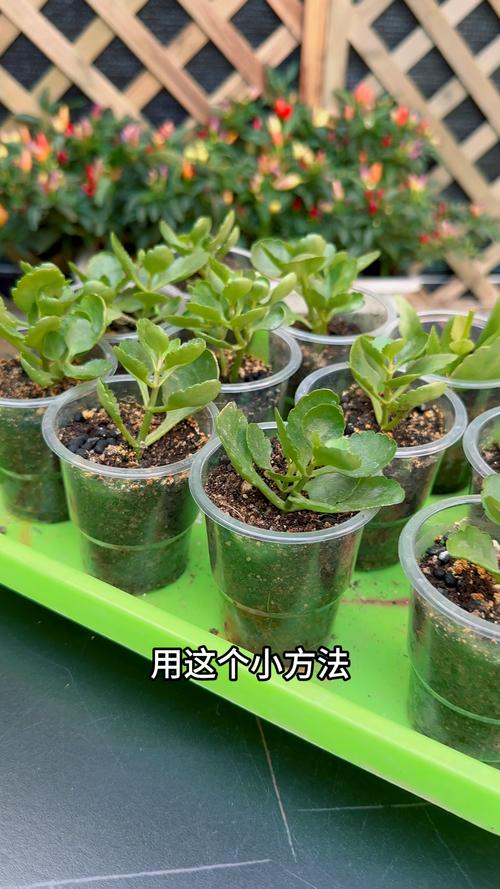 长寿花当年扦插开花吗(长寿花插扦能活吗)-第2张图片-多多自然网 长寿花当年扦插开花吗(长寿花插扦能活吗)-第2张图片-多多自然网