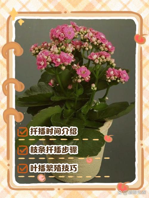 长寿花当年扦插开花吗(长寿花插扦能活吗)-第5张图片-多多自然网 长寿花当年扦插开花吗(长寿花插扦能活吗)-第5张图片-多多自然网