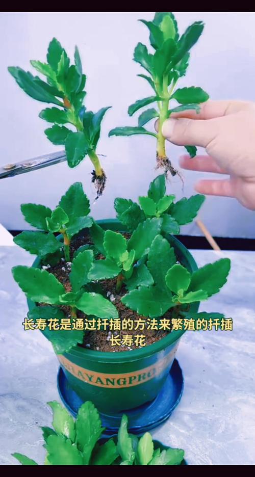 长寿花当年扦插开花吗(长寿花插扦能活吗)-第6张图片-多多自然网 长寿花当年扦插开花吗(长寿花插扦能活吗)-第6张图片-多多自然网
