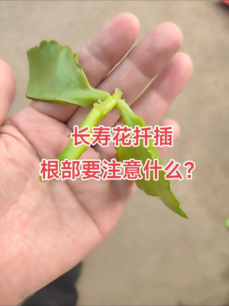长寿花当年扦插开花吗(长寿花插扦能活吗)-第7张图片-多多自然网 长寿花当年扦插开花吗(长寿花插扦能活吗)-第7张图片-多多自然网