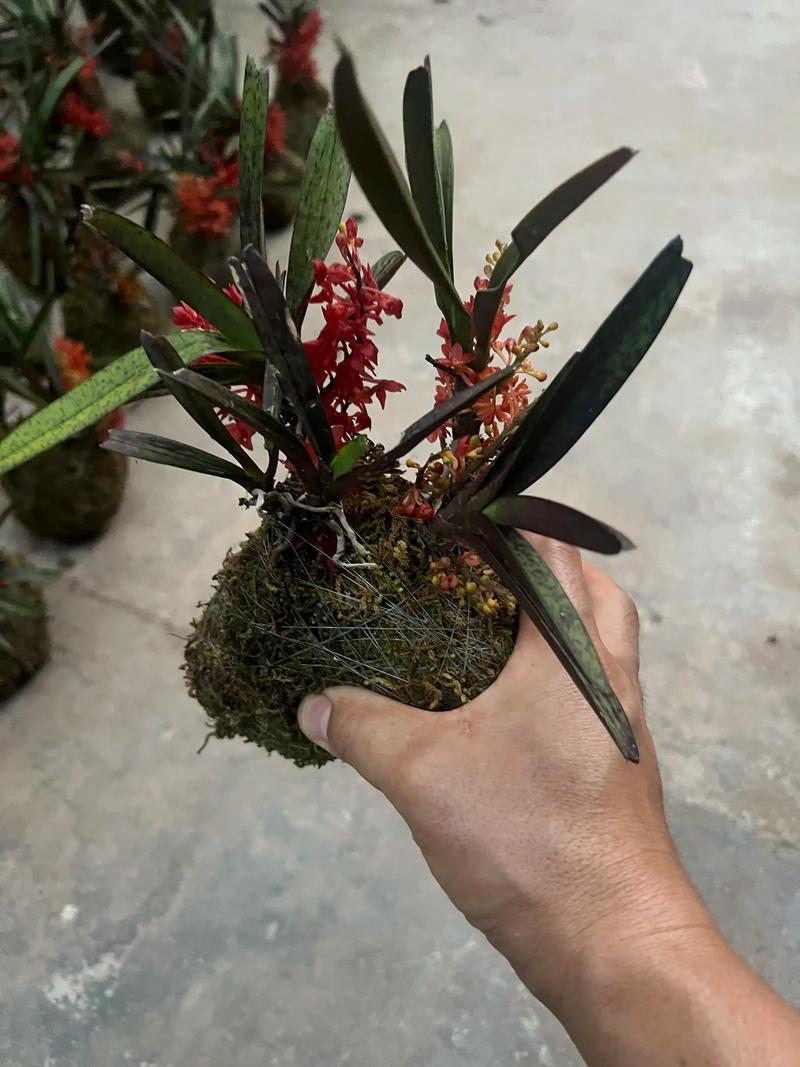 鸟舌兰怎么浇水(鸟舌兰怎么浇水施肥)-第6张图片-多多自然网 鸟舌兰怎么浇水(鸟舌兰怎么浇水施肥)-第6张图片-多多自然网