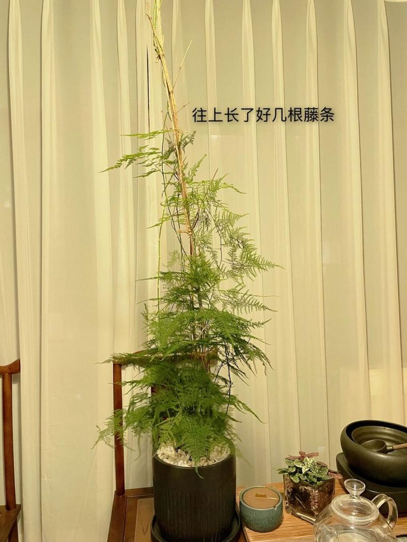 文竹土养好还是水养好(文竹适合土养还是水养)-第1张图片-多多自然网 文竹土养好还是水养好(文竹适合土养还是水养)-第1张图片-多多自然网