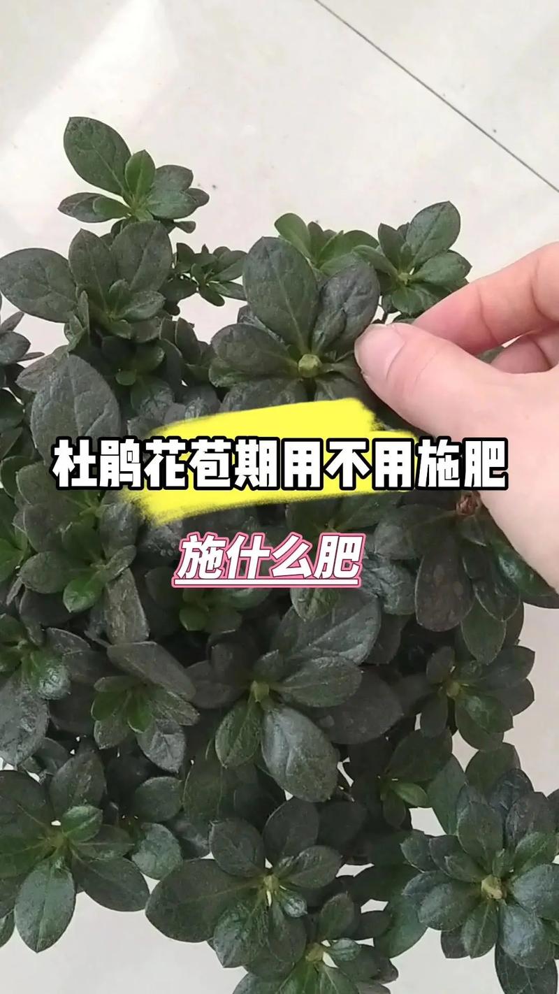杜鹃花怎么施肥(杜鹃花怎么施肥施什么肥)-第1张图片-多多自然网 杜鹃花怎么施肥(杜鹃花怎么施肥施什么肥)-第1张图片-多多自然网