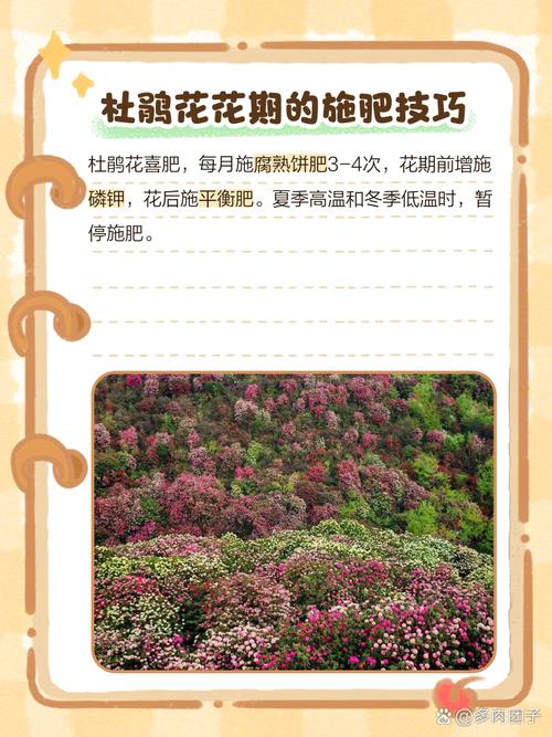 杜鹃花怎么施肥(杜鹃花怎么施肥施什么肥)-第5张图片-多多自然网 杜鹃花怎么施肥(杜鹃花怎么施肥施什么肥)-第5张图片-多多自然网
