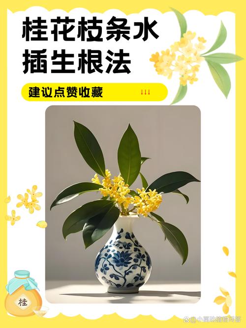 水插桂花生根的方法(桂花扦插水培怎么插)-第2张图片-多多自然网 水插桂花生根的方法(桂花扦插水培怎么插)-第2张图片-多多自然网
