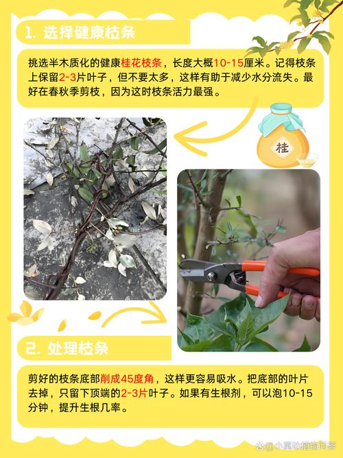 水插桂花生根的方法(桂花扦插水培怎么插)-第5张图片-多多自然网 水插桂花生根的方法(桂花扦插水培怎么插)-第5张图片-多多自然网