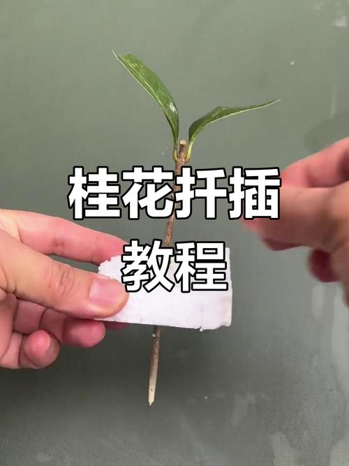 水插桂花生根的方法(桂花扦插水培怎么插)-第6张图片-多多自然网 水插桂花生根的方法(桂花扦插水培怎么插)-第6张图片-多多自然网