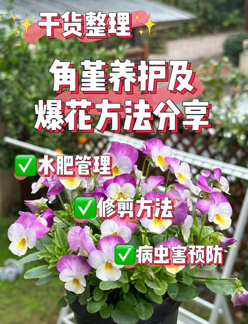 三色堇怎么扦插(三色堇怎么扦插比较好)-第2张图片-多多自然网 三色堇怎么扦插(三色堇怎么扦插比较好)-第2张图片-多多自然网