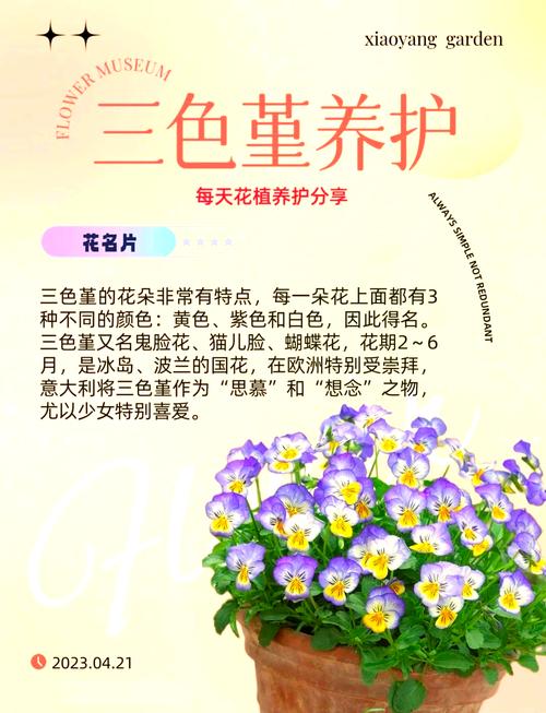 三色堇怎么扦插(三色堇怎么扦插比较好)-第4张图片-多多自然网 三色堇怎么扦插(三色堇怎么扦插比较好)-第4张图片-多多自然网
