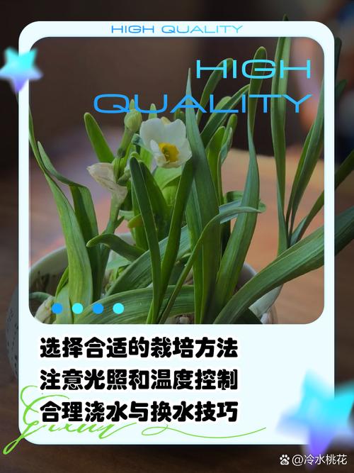 你养的水仙花不香的原因(水仙花不香是什么原因)-第1张图片-多多自然网 你养的水仙花不香的原因(水仙花不香是什么原因)-第1张图片-多多自然网