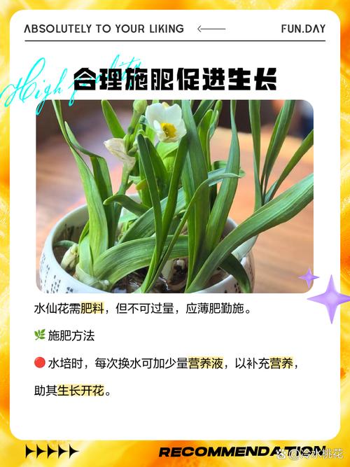 你养的水仙花不香的原因(水仙花不香是什么原因)-第2张图片-多多自然网 你养的水仙花不香的原因(水仙花不香是什么原因)-第2张图片-多多自然网