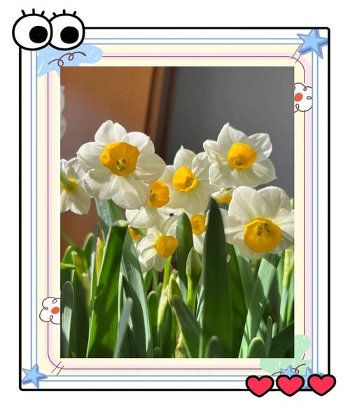 你养的水仙花不香的原因(水仙花不香是什么原因)-第3张图片-多多自然网 你养的水仙花不香的原因(水仙花不香是什么原因)-第3张图片-多多自然网