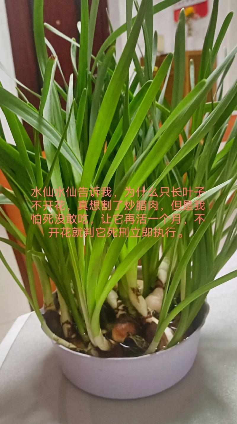 你养的水仙花不香的原因(水仙花不香是什么原因)-第4张图片-多多自然网 你养的水仙花不香的原因(水仙花不香是什么原因)-第4张图片-多多自然网